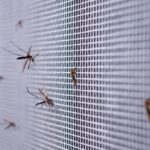 residential mosquito control Lakewood NJ