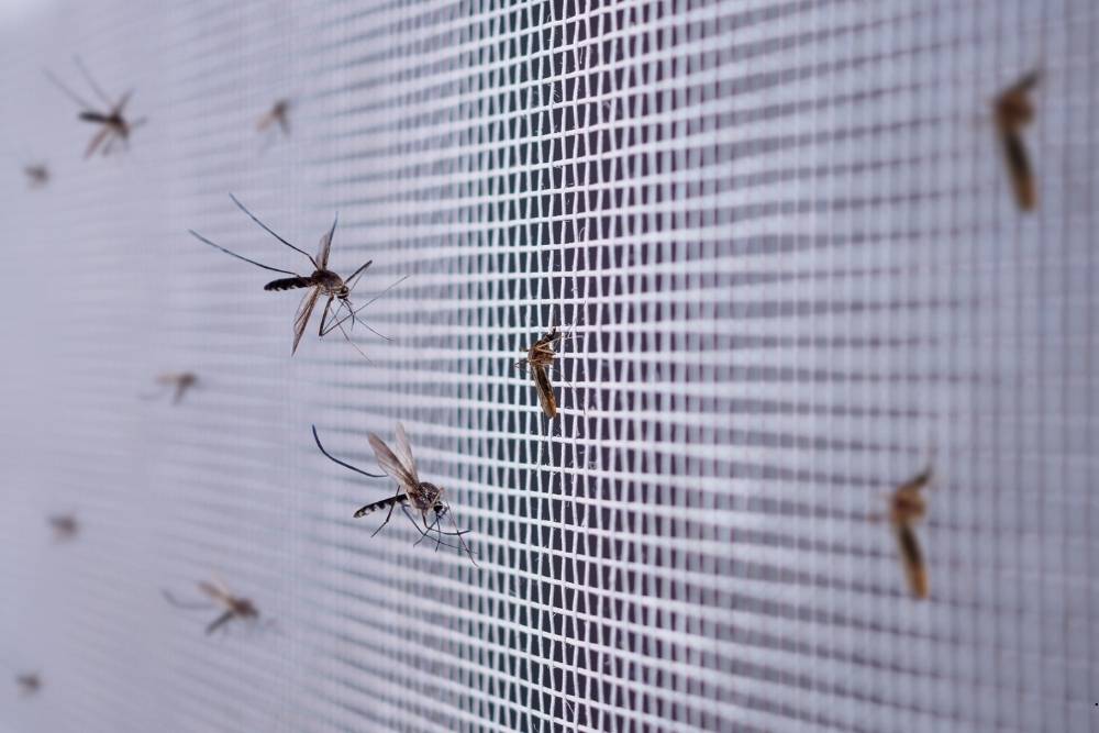 residential mosquito control Lakewood NJ