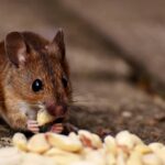 rodent control services in Middletown, NJ