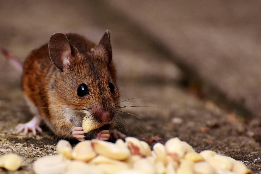 rodent control services in Middletown, NJ
